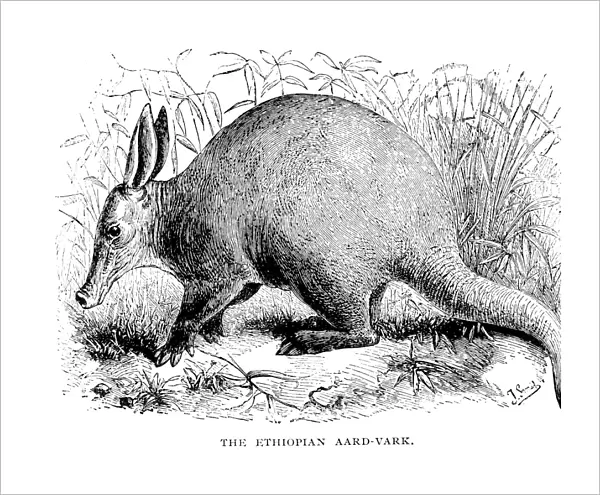 aRDVARK. The Ethiopian aardvark. Wood engraving, 1876