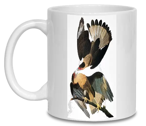 AUDUBON: CARACARA, 1827-38. Crested caracara (Caracara cheriway), also known as Brazilian caracara eagle, by John James Audubon for his Birds of America, 1827-1838