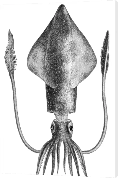 COMMON SQUID. Line engraving. Zoology: Mollusca