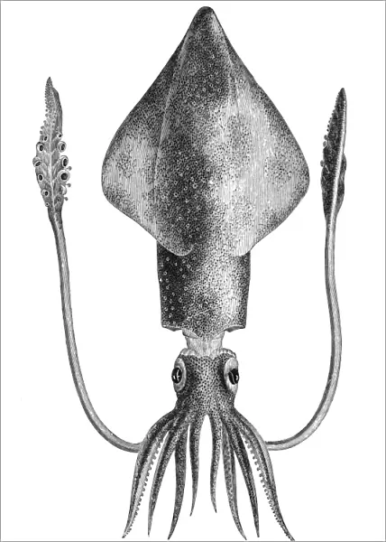 COMMON SQUID. Line engraving. Zoology: Mollusca