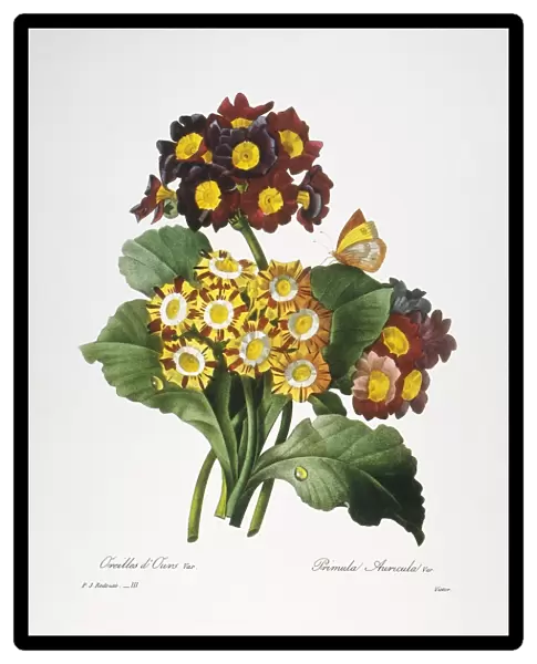 REDOUTE: AURICULA, 1833. Auricula (Primula auricula): engraving after a painting by Pierre-Joseph Redoute for his Choix des plus belles fleurs, Paris, 1833