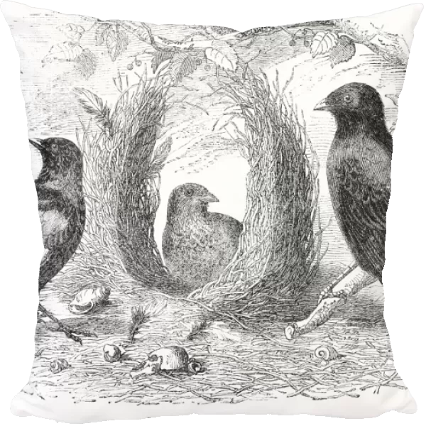 SATIN BOWER BIRD. (Ptilonorhynchus holosericeus). Wood engraving, English, 19th century