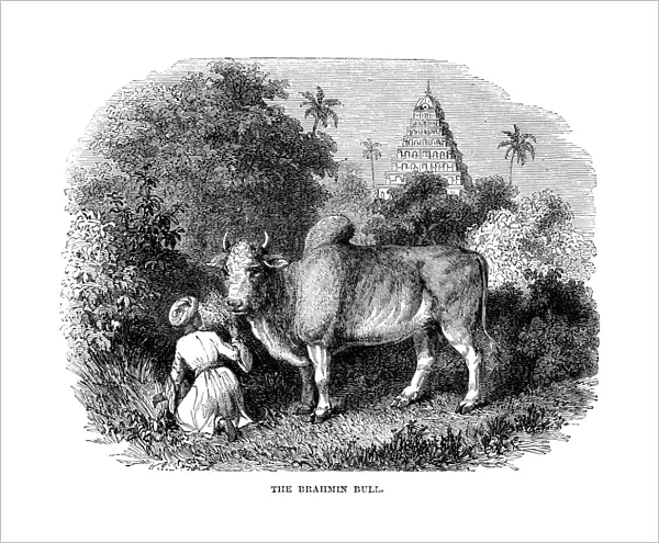 BRAHMIN BULL. The zebu, or Brahmin bull (Bos indicus). Line engraving, English, late 19th century