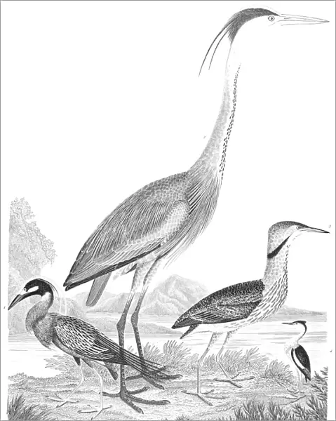 AMERICAN ORNITHOLOGY. 1. Yellow-crowned heron 2. Great heron 3. American bittern 4. Least bittern. Line engraving from Alexander Wilsons American Ornithology, 1808-1814