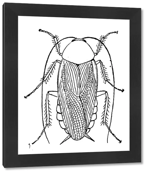 COCKROACH. Line engraving