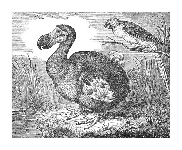 THE MAURITIUS DODO (Raphus cucullatus). A now extinct flightless bird. Wood engraving, 1833, after a painting in the British Museum