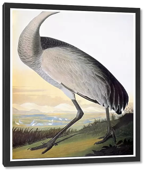 AUDUBON: SANDHILL CRANE. Sandhill Crane or Hooping Crane (Grus canadensis) by John James Audubon for his Birds of America, 1827-38