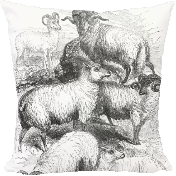 BREEDS OF SHEEP, 1841. A. Welsh sheep; b. South-Downs sheep; c. Dorset sheep; d. Black-faced Cheviot sheep; e. Norfolk sheep; f. Ryland sheep. Wood engraving, English, 1841