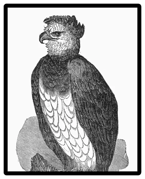 HARPY EAGLE. Wood engraving, 19th century