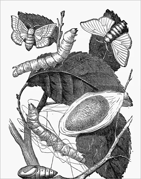 SILKWORM: LIFE CYCLE. Larva, pupa, cocoon, and moth of the silkworm. Line engraving, 19th century