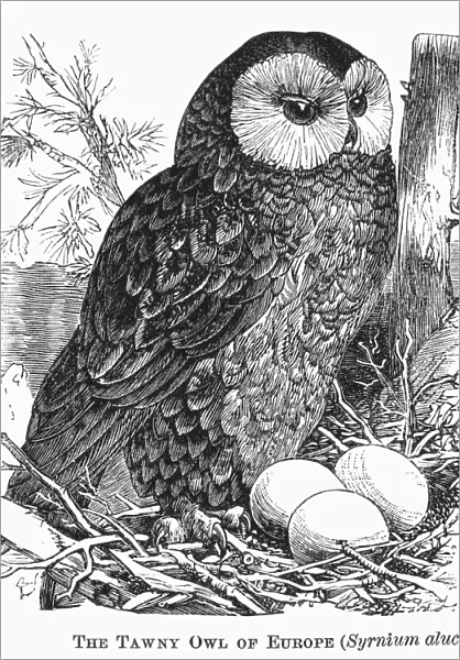 TAWNY OWL, 1877. Syrnium aluco. Line engraving, 1877