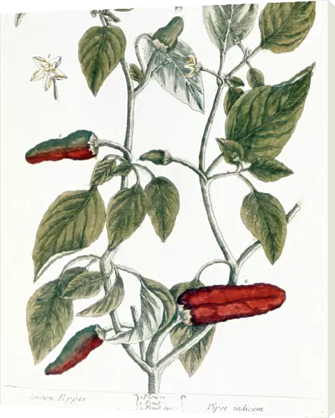 CHILI PEPPER, 1735. Line engraving by Elizabeth Blackwell from her book A Curious Herbal published in London, 1735
