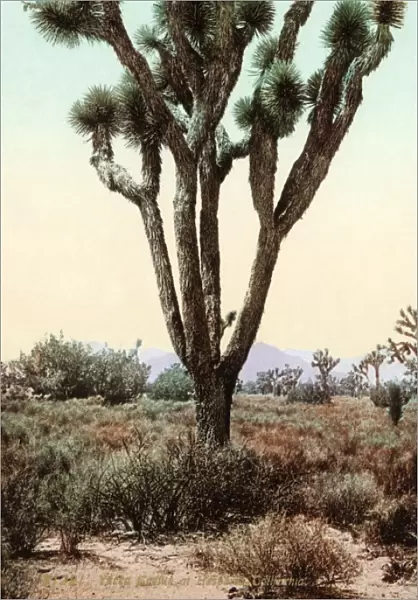 CALIFORNIA: JOSHUA TREE. Joshue tree in Hesperia, California, in the Mojave Desert. Photochrome, c1900