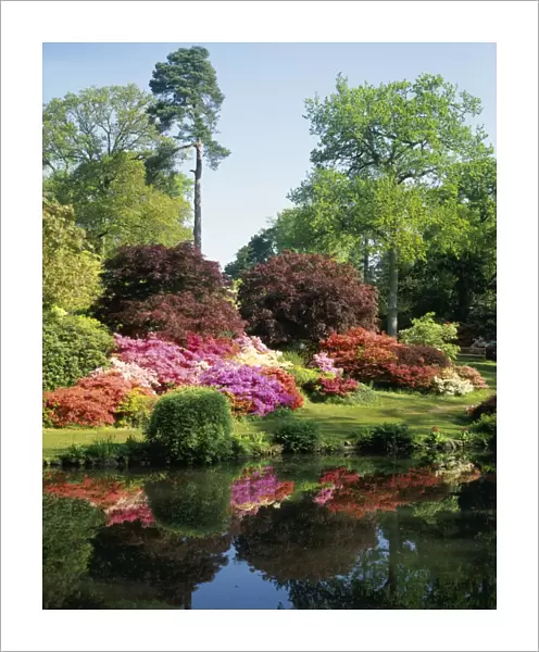 EXBURY. The Reflections of Rhododendrons in a Lake at Exbury House in Hampshire
