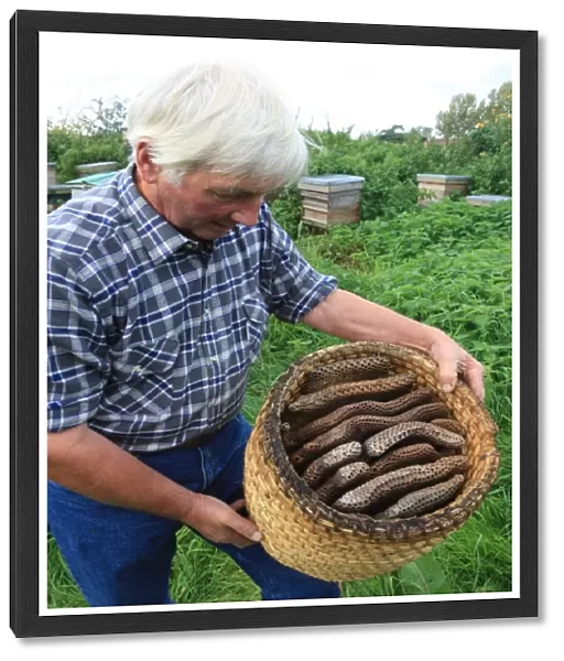 Bee Skeps. Farmer David Chubb with his bees hes holding a skep with the