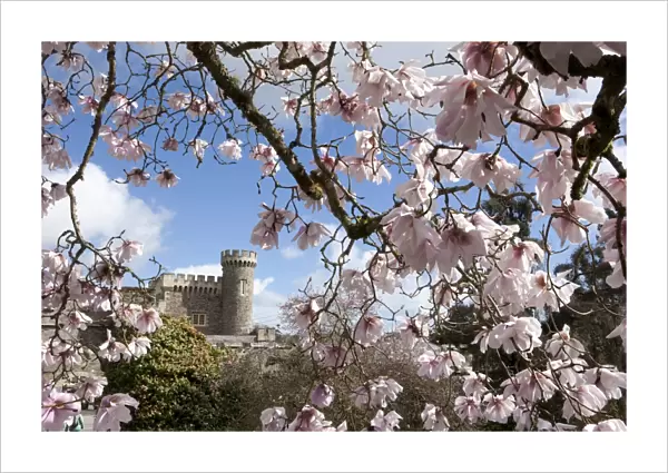 Caerhays Castle with its Magnolias and Camellias. 4