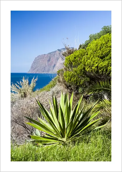 Lush coastal vegetation at Funchal in Madeira