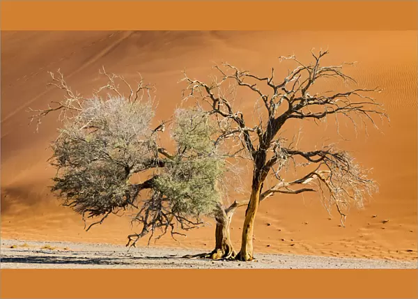 A tree in front of a tall dune in the Namib Naukluft Park in Namibia
