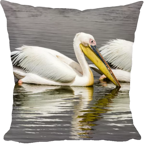 White pelicans at Walvis Bay, Namibia