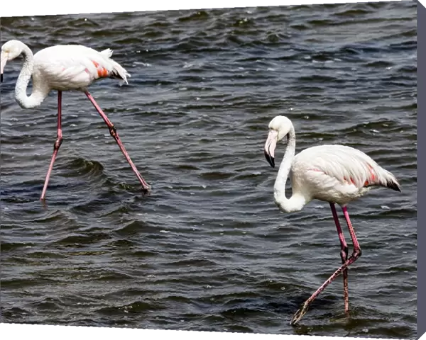 Greater flamingos at Walvis Bay, Namibia