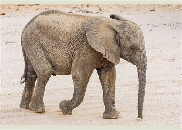A baby desert elephant in Damaraland, Namibia