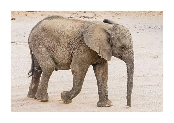 A baby desert elephant in Damaraland, Namibia