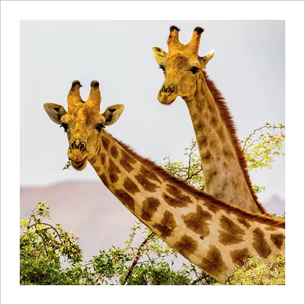 Two giraffes in Damaraland, Namibia