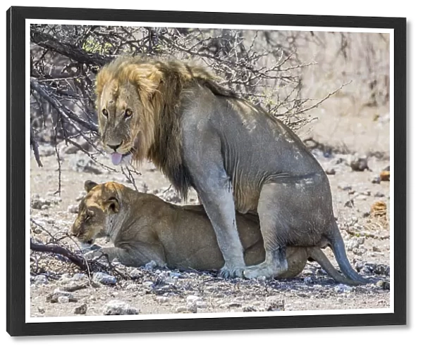 A lion and lioness mating in Etosha National Park, Namibia. The lion is sticking his tongue out towards the photographer