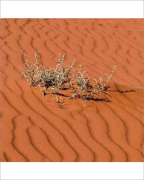 A plant surviving in the arid desert in Wadi Rum, Jordan