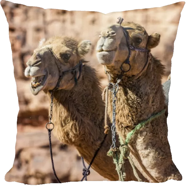 Camels at Wadi Rum, Jordan