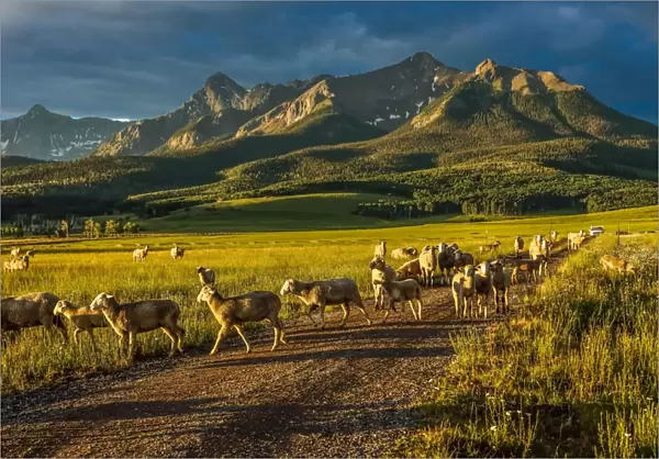 Sheep graze on Hastings Mesa near Ridgway, Colorado from truck