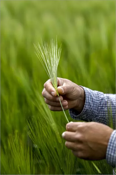 Client of a microfinance institution in his barley field in Solcani, Moldova