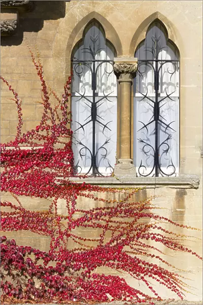Ivy on the walls of Christ Church College, Oxford, in Autumn