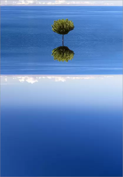 Lonely tree on Taquile Island in Lake Titicaca - abstract visualisation