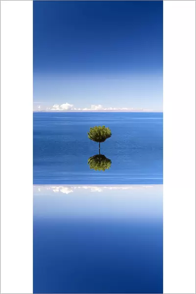 Lonely tree on Taquile Island in Lake Titicaca - abstract visualisation