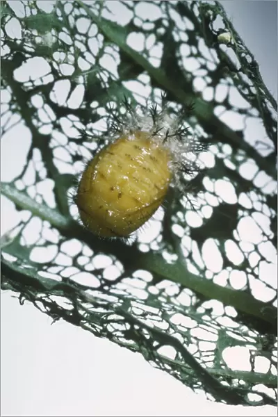 Mexican bean beetle (Epilachna varivestis) on a leaf ready to pupate