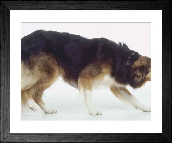 Framed Print : Multicolored Dog Profile Print Framed Print : Multicolored Dog Profile Print