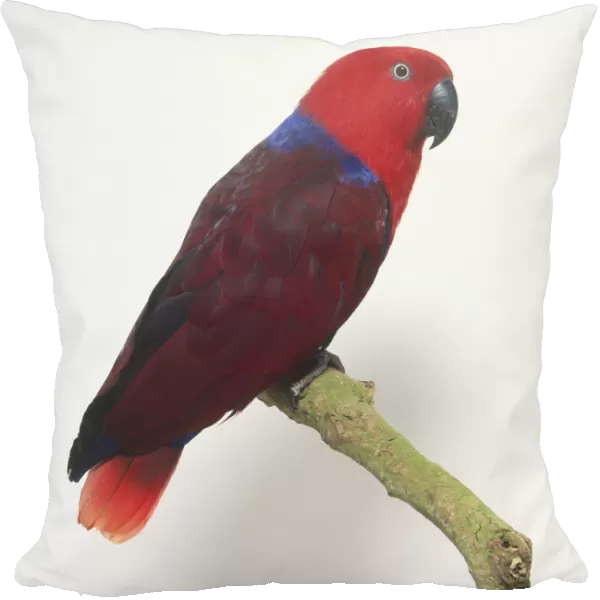 Female Eclectus Parrot (Eclectus roratus) perched on branch, side view