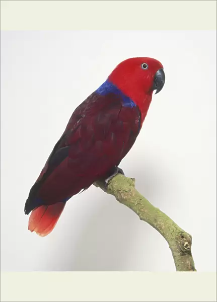 Female Eclectus Parrot (Eclectus roratus) perched on branch, side view