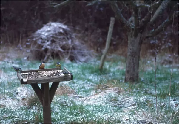 Nuthatch, Sitta europaea, and Blue Tits, Parus caeruleus, feeding on nuts and seeds from traditional wooden bird-table, winter