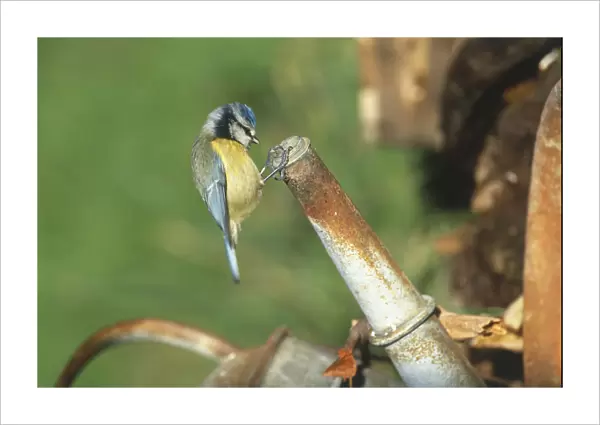Blue Tit, Parus caeruleus, perched on rusting spout of metal watering can, close-up