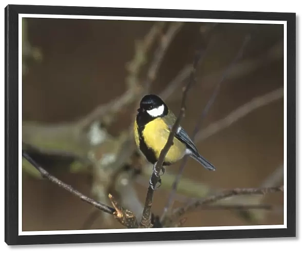 Parus major, Great Tit perched on tree branch, side view