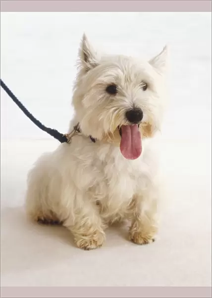 West Highland White Terrier dog (Canis familiaris) panting