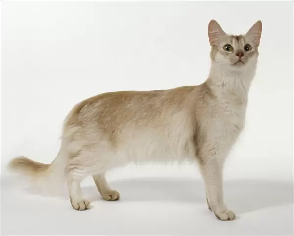 Sorrel Silver Somali cat with almond-shaped, hazel-coloured eyes and chocolate tip to tail, standing