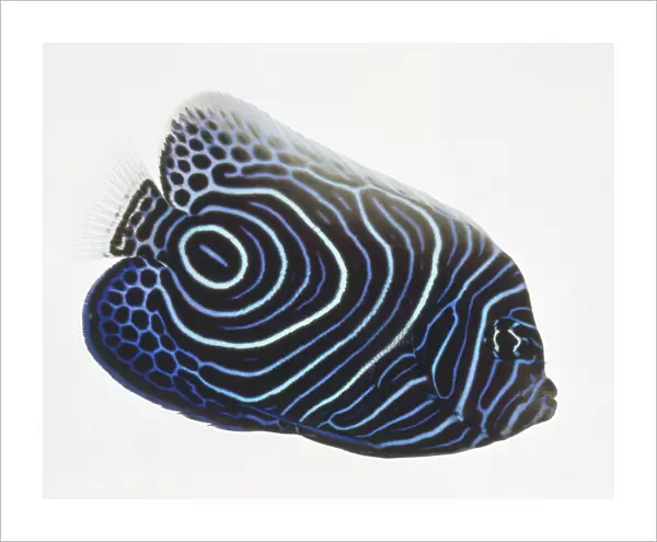 Pomacanthus imperator, Emperor Angelfish, vibrant bright blue and light pattern of stripes with false eye near tail, side view