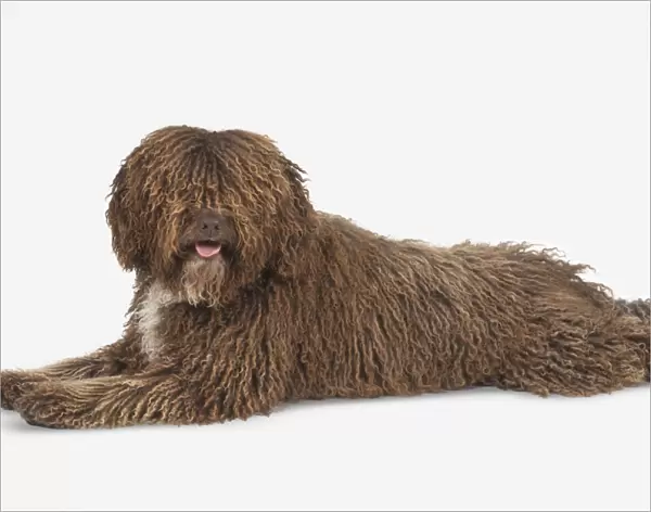Panting brown and white curly-coated Spanish Water Dog (Perro de Agua Espanol) lying down