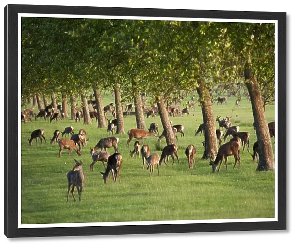 Great Britain, England, Berkshire, Windsor, Windsor Castle, deer at Windsor Great Park