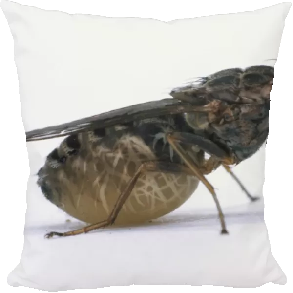Tsetse Fly (Glossina morsitans), side view