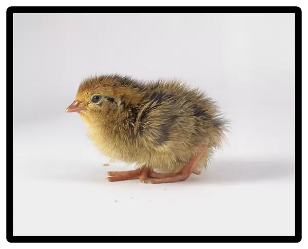 Japanese quail (Coturnix japonica) chick, side view