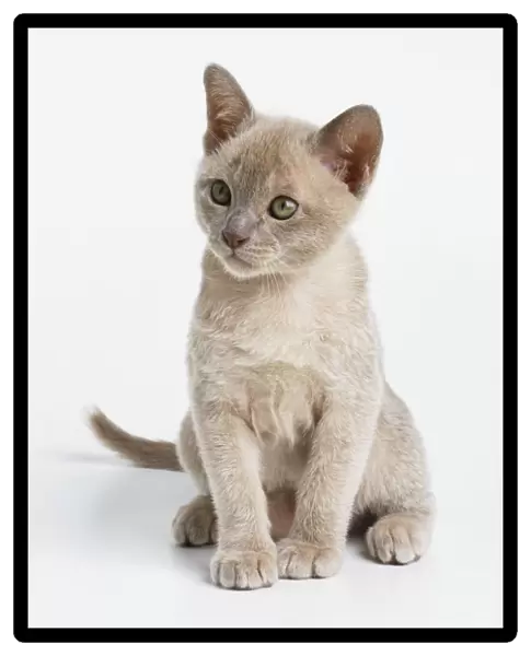 A lilac Burmese kitten (Felis catus) sitting, looking to side, front view